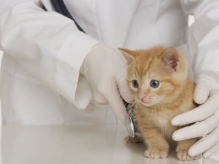 Discover a Career as a Veterinary Assistant